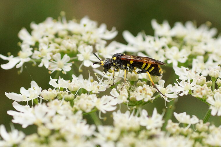 Tenthredo notha sous réserve