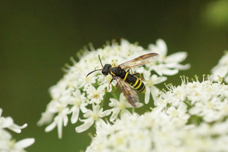 Tenthredo scrophulariae sous réserve