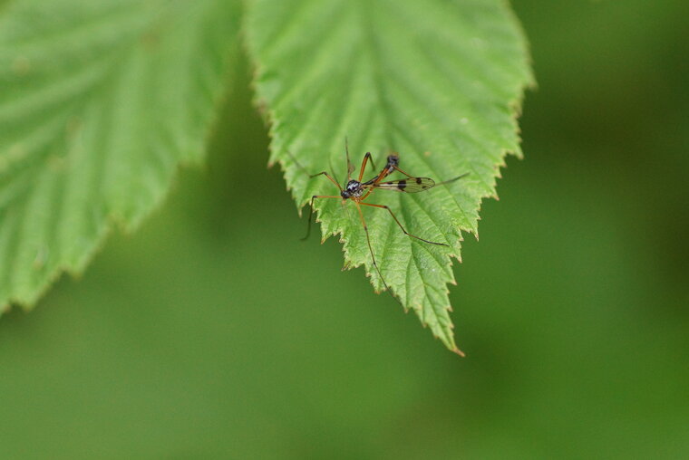 Tipule sp