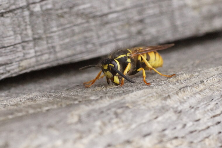 Vespula sp