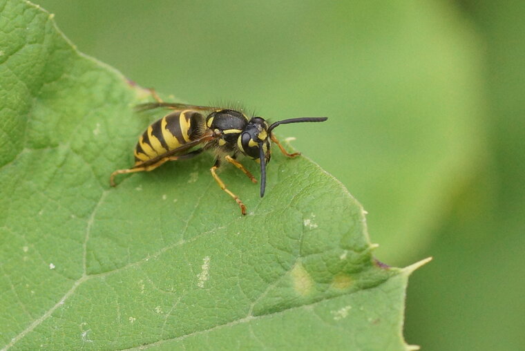 Vespula sp