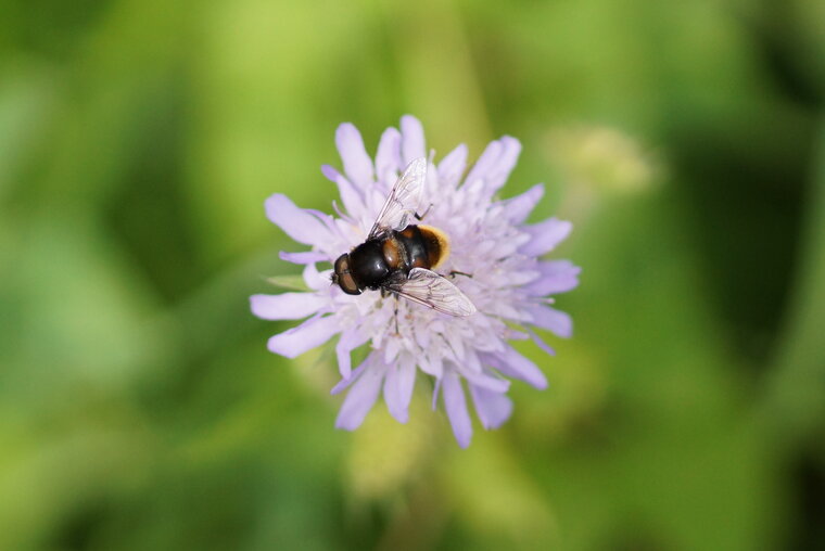 Volucelle bourdon sur une scabieuse