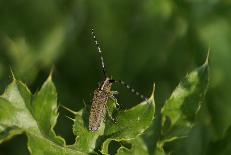 Agapanthia villosoviridescens