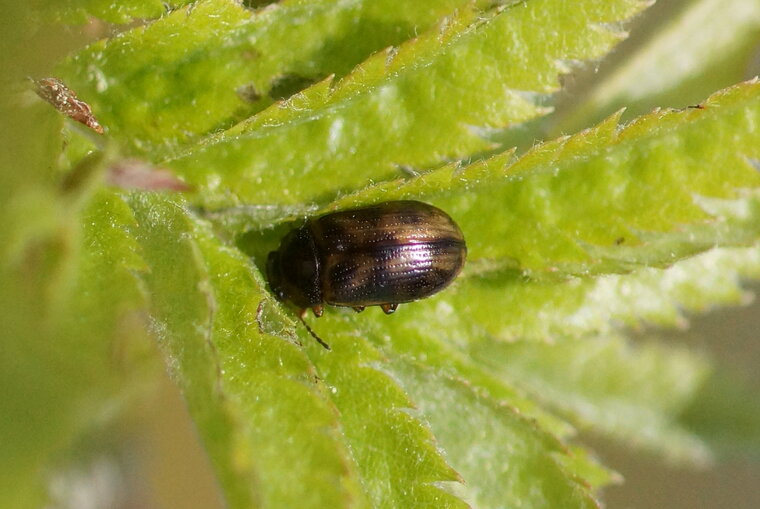 Attagenus sp sous réserve