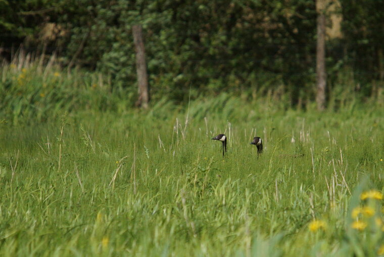 Cache cache avec les Bernaches