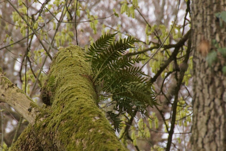 Fougère héliophyte