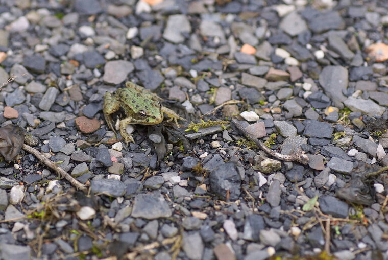 Grenouille verte juvénile