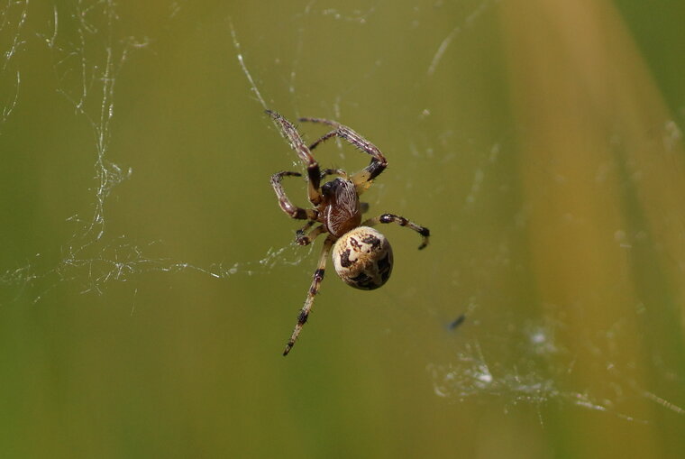 Larinioides cornutus