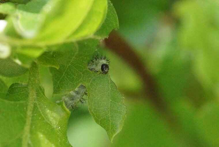 Larve de Periclista sp