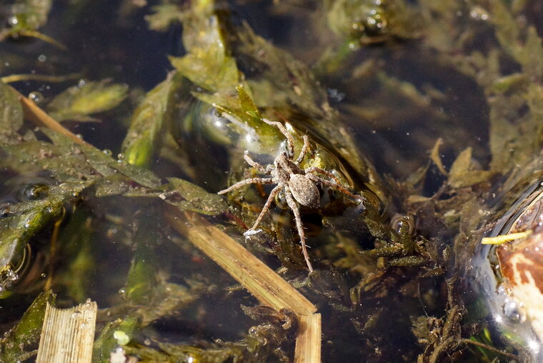 Lycosidé sp Lécluse