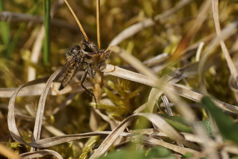 Mouche à toison