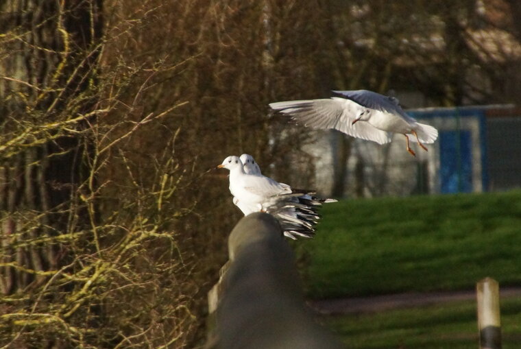 Mouettes rieuses