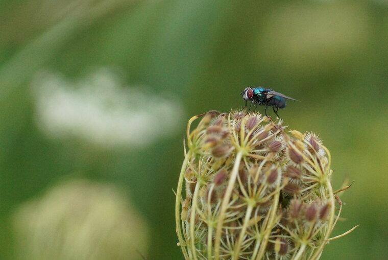 Neomyia cornicina sous réserve