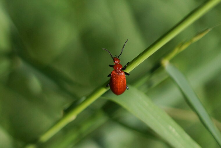 Pyrochroa serraticornis