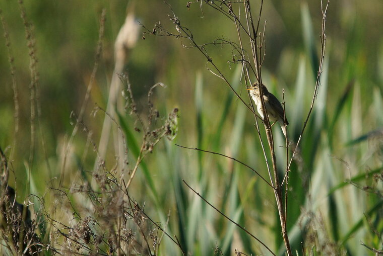 Rousserole sp