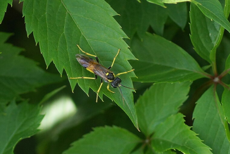 Tenthrède campestris sous réserve