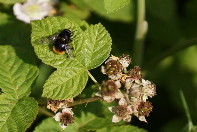 Volucelle bourdon sur un roncier