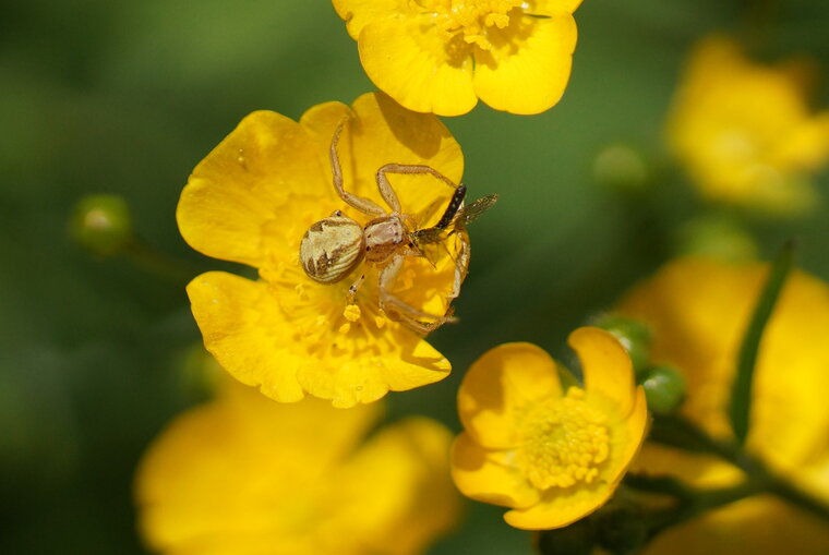 Xysticus sp Vs petit Syrphidé