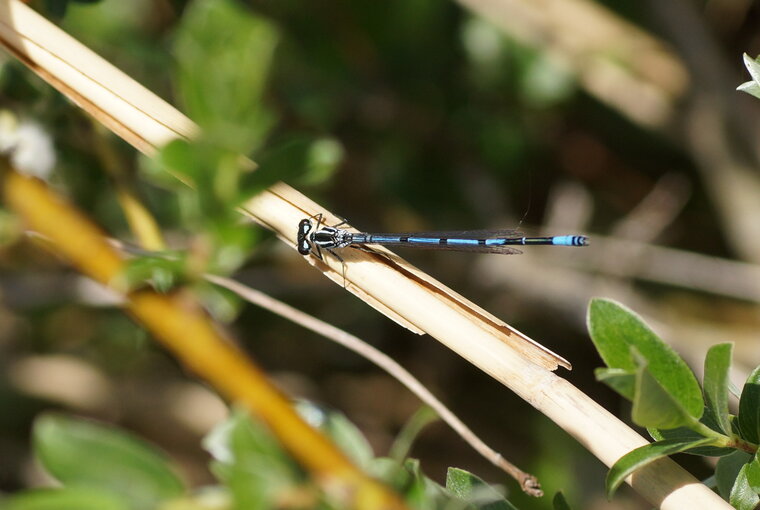 Agrion jouvencelle Coenagrion puella