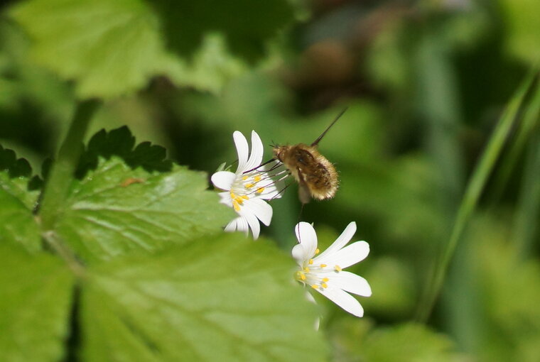 Bombyle sp