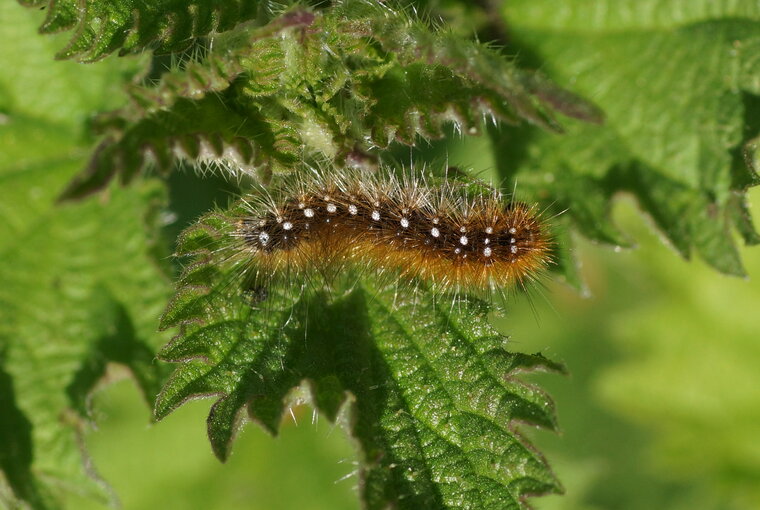 Chenille d Ecaille sp sous réserve