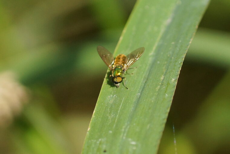 Chloromyia formosa 2