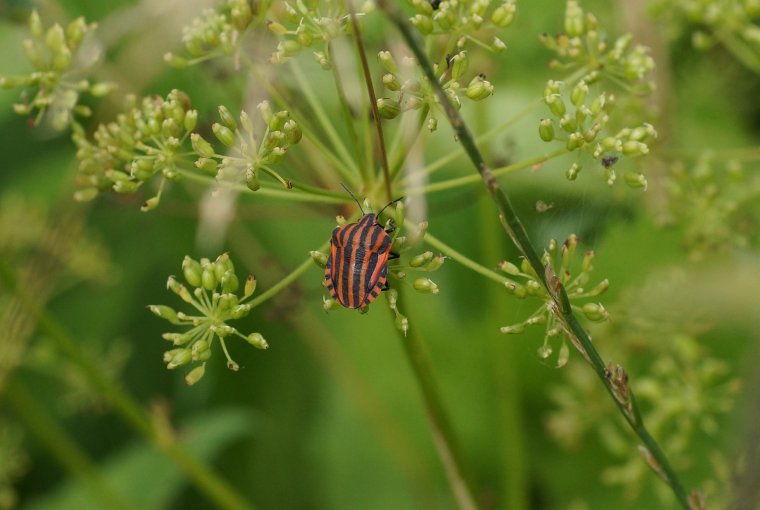 Pentatome rayé