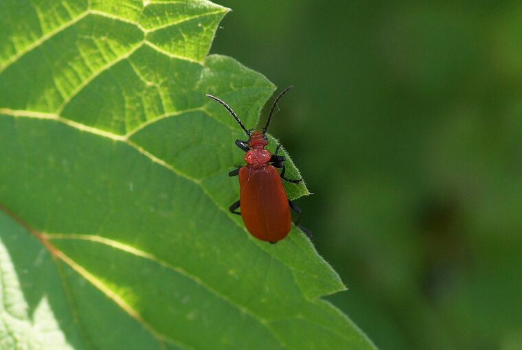 Pyrochroa serraticornis