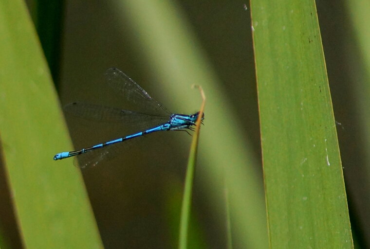 Coenagrion puella agrion jouvencelle