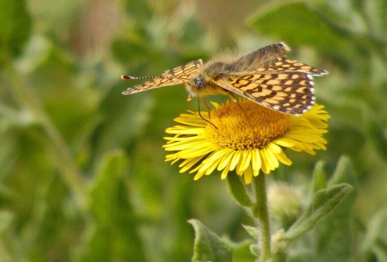 Mélitée plantain Melitaea cinxia