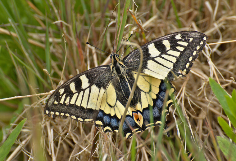 05 jun 19 prairie Cranic Machaon