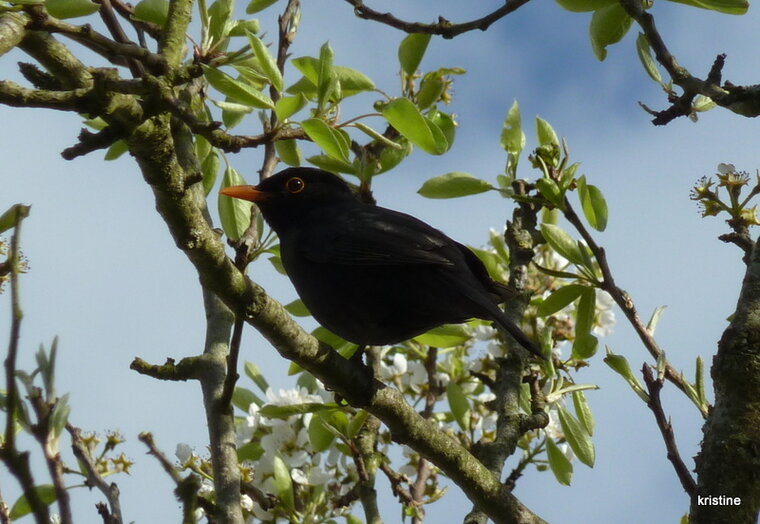 Merle noir. Turdus merula.