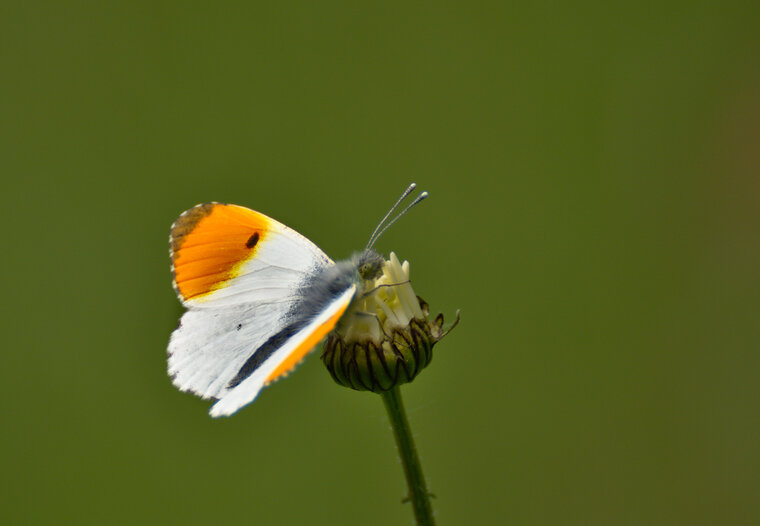 Aurore Anthocharis cardamines