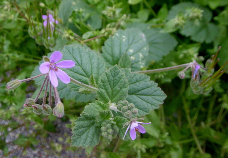 erodium fausse mauve