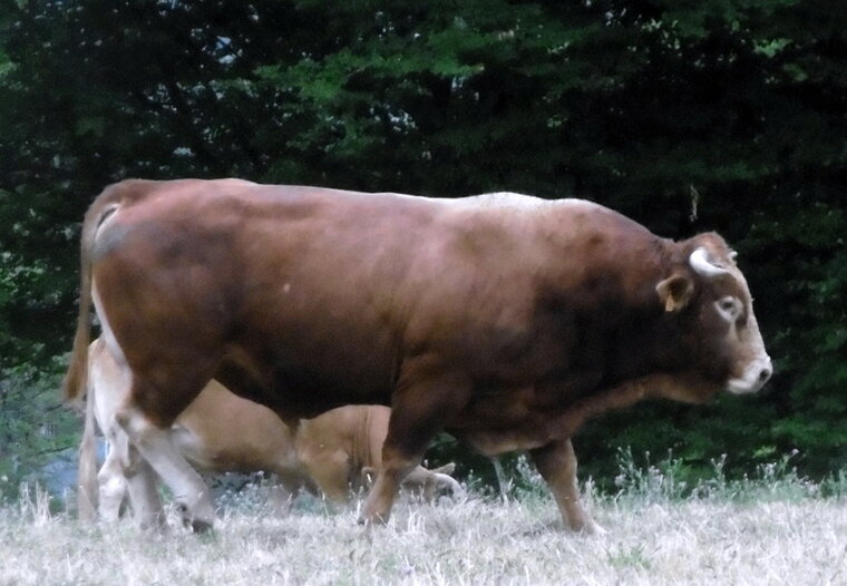 limousin