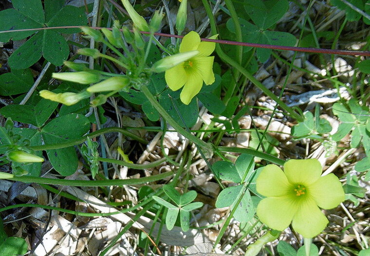 oxalys corniculata