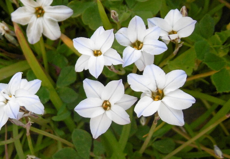 ipheion