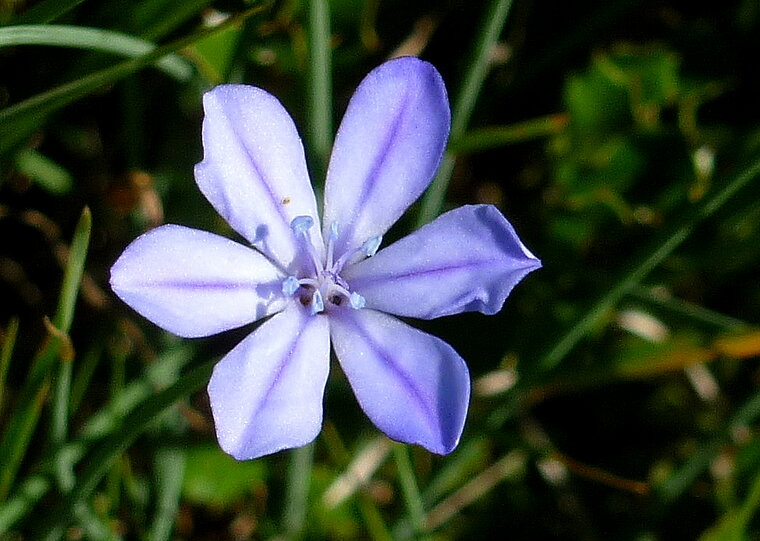 aphyllante bragalou