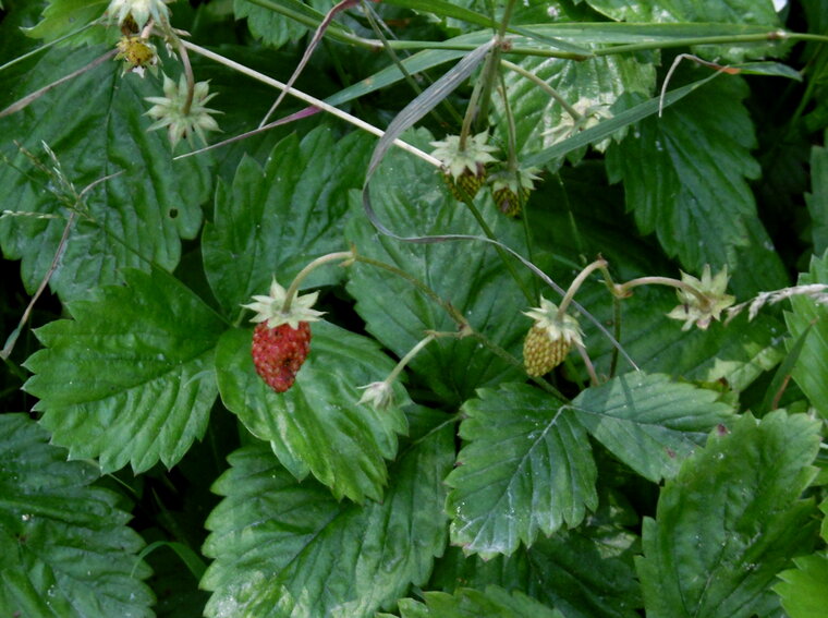 fraises