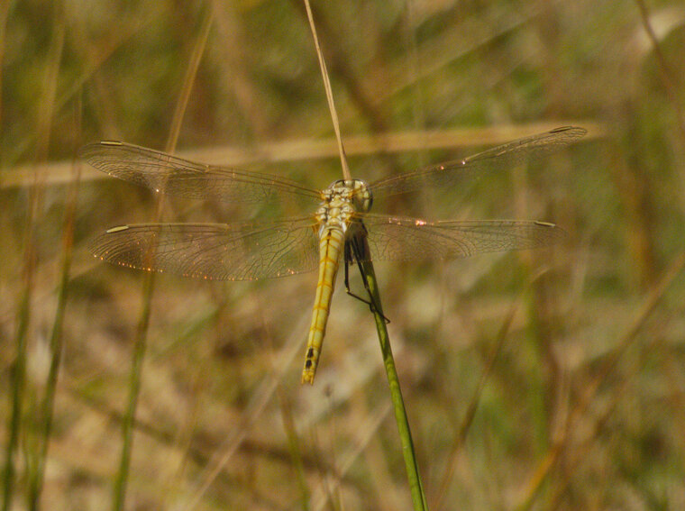 Sympetrum de Fonscolombe Sympetrum fonscolombii sous réserve