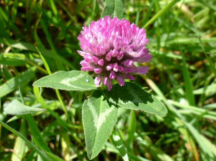 trifolium pratensis