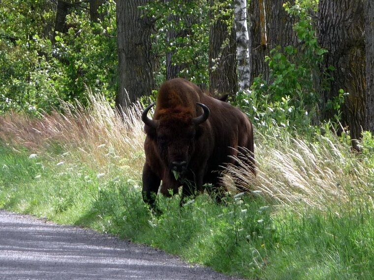 bison deurope