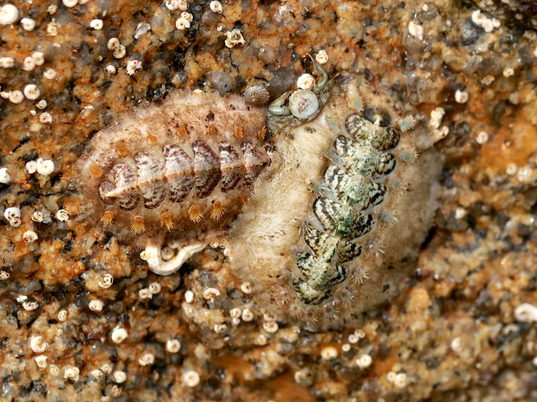 Acanthochitona crinita