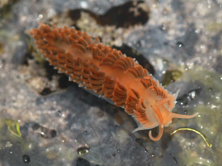 Aeolidiella sanguinea