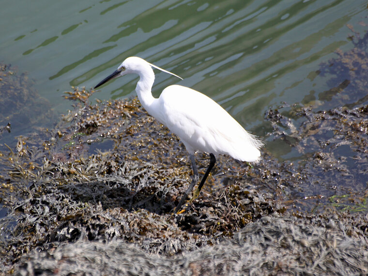 Aigrette garzette