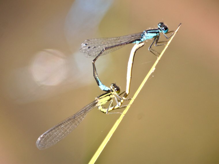 Amour de demoiselle