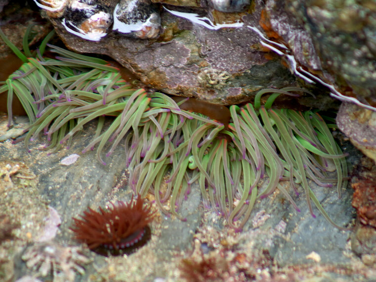 Anemonia viridis