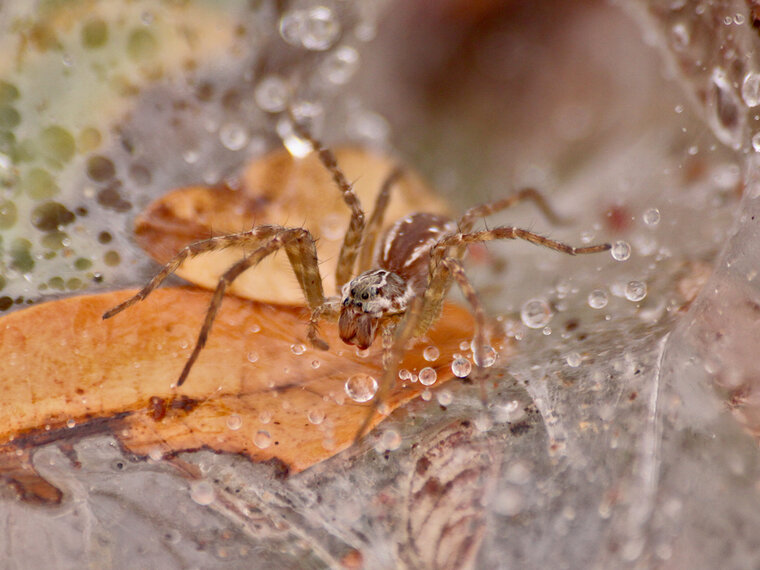 Araignée Aglaoctenus lagotis