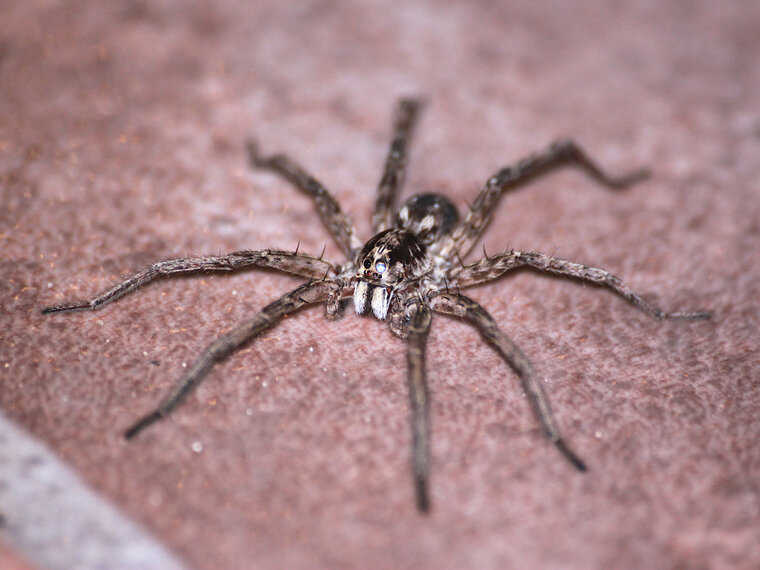 Aranha de jardim