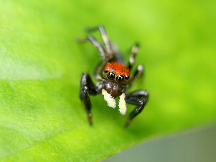 Aranha papa moscas da cabeça vermelha